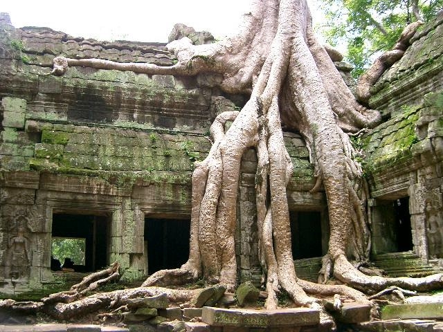 カンボジアのガジュマルイメージ画像